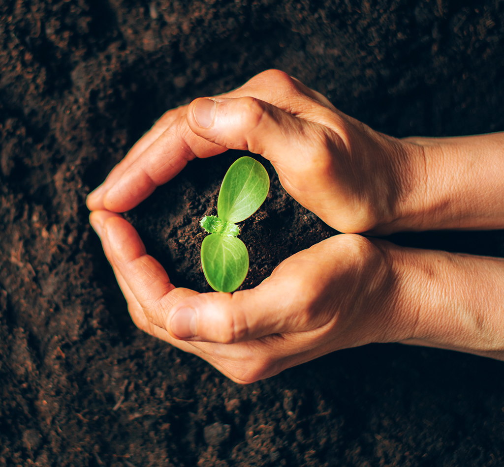 Farmer hand holding young plant.