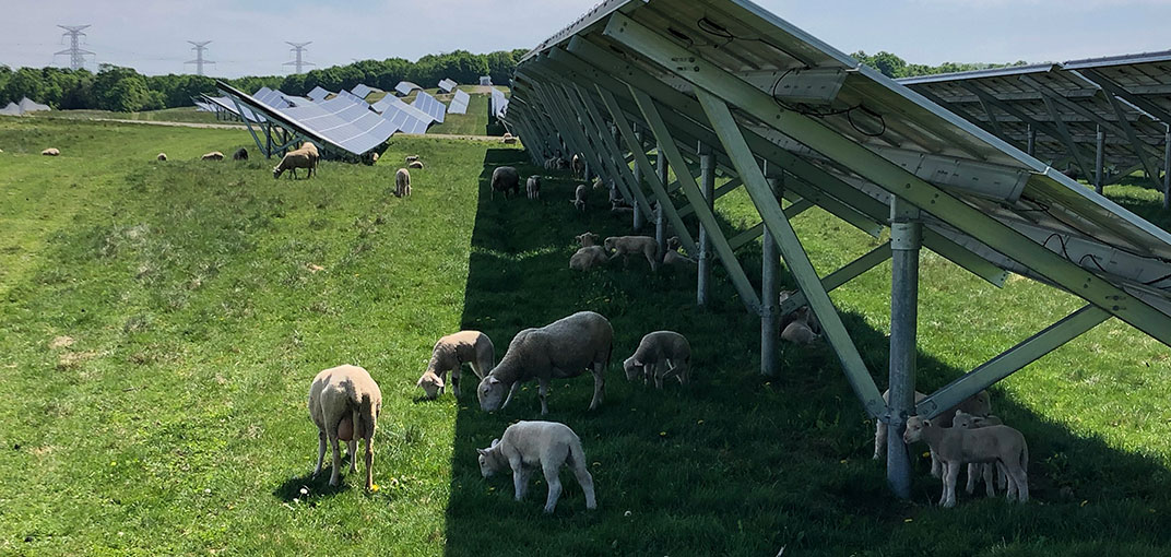 http://Image%20of%20sheep%20grazing%20on%20grass%20next%20to%20solar%20panels.
